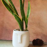 White nordic face planter 