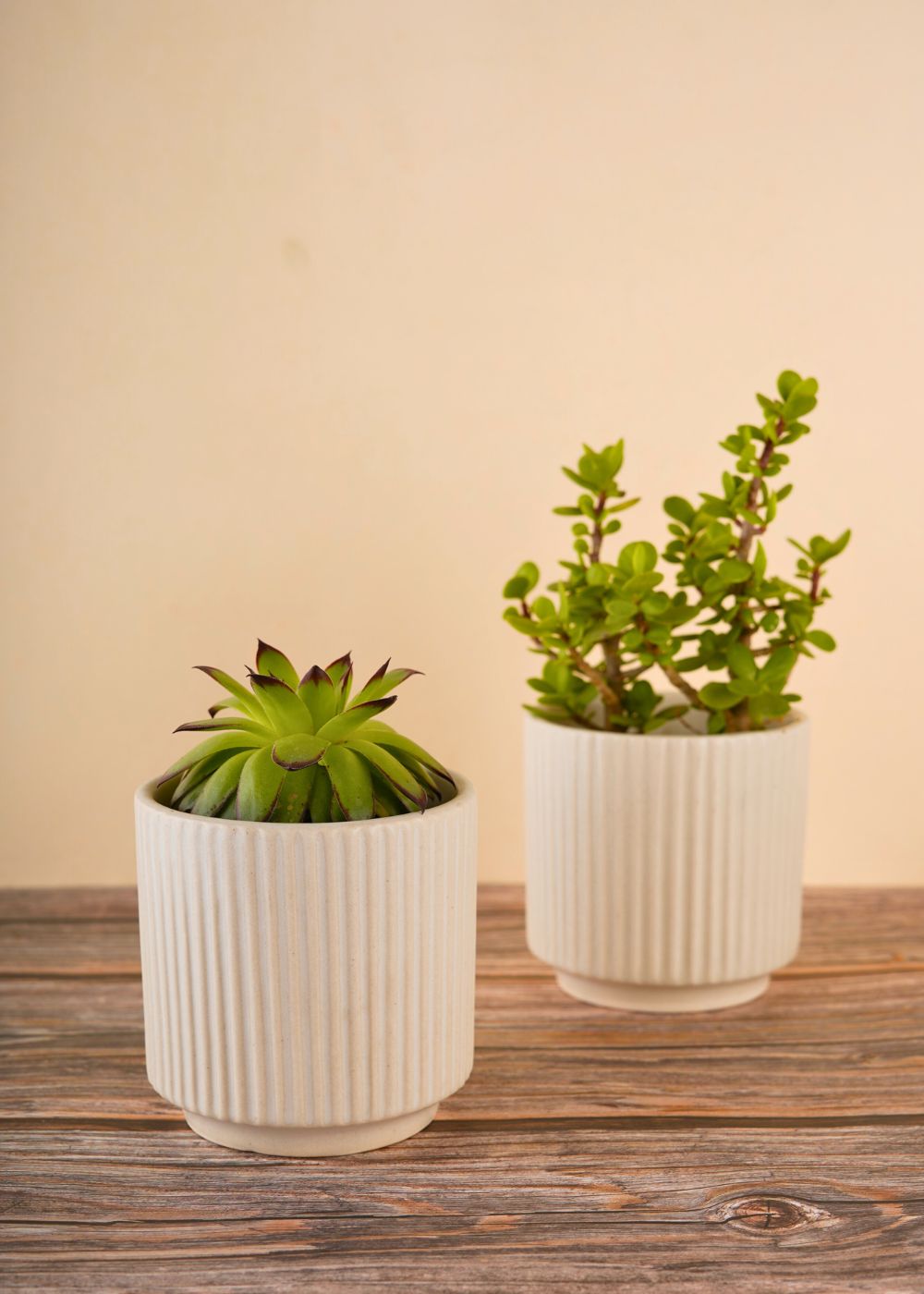 ribbed white planter made by ceramic