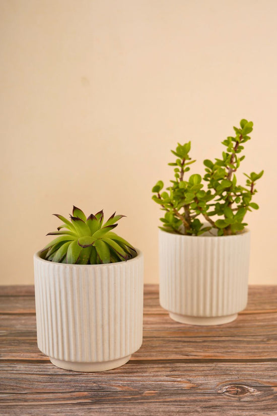 ribbed white planter made by ceramic