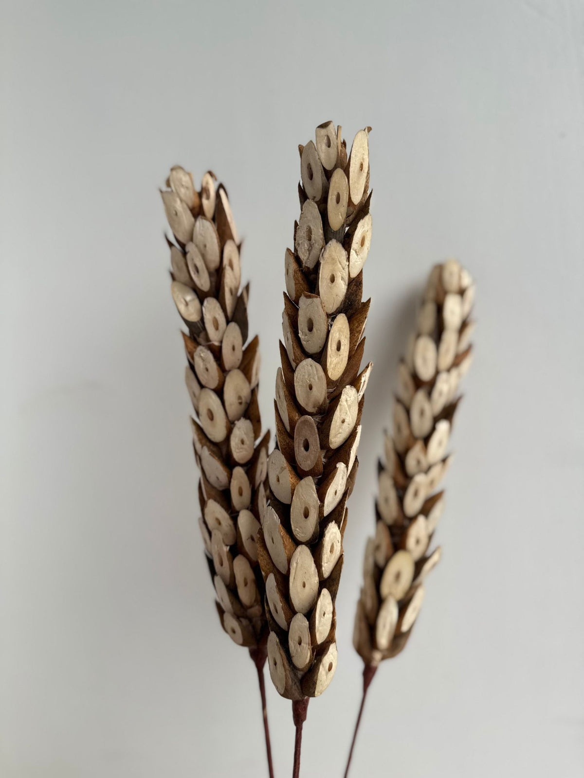 Natural Dried Artisanal Bunch