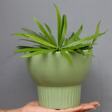 handmade green bloom planter made by ceramic 