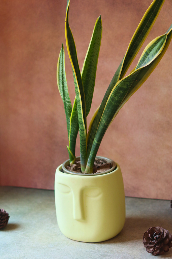 Yellow Nordic Face Planter With Plant