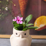 Handmade owl planter