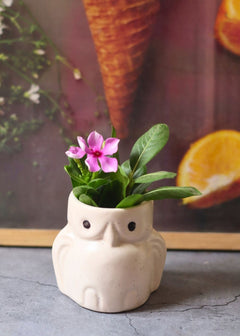 Handmade owl planter