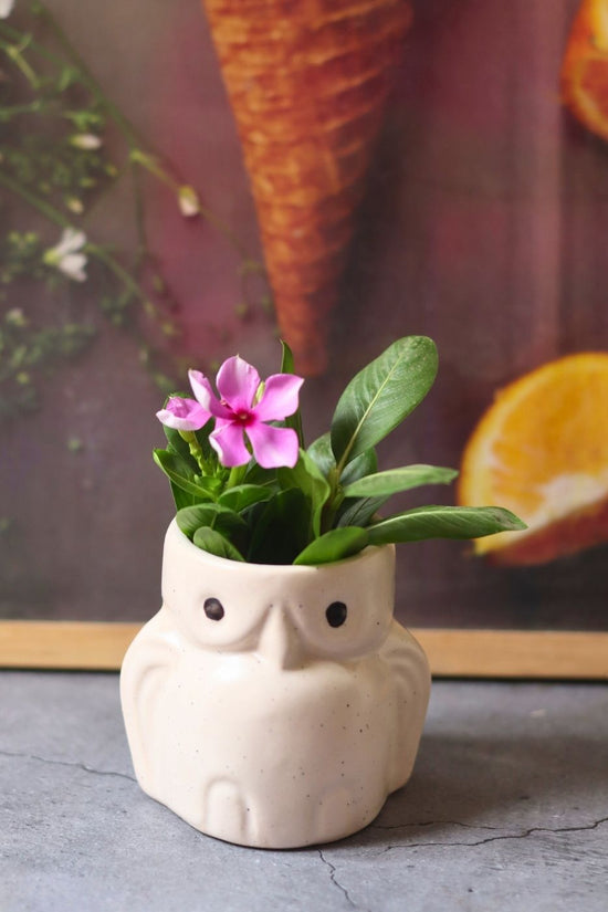 Handmade owl planter