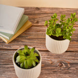 ribbed white planter with white color