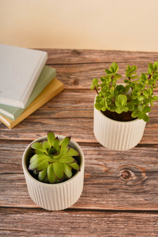 ribbed white planter with white color