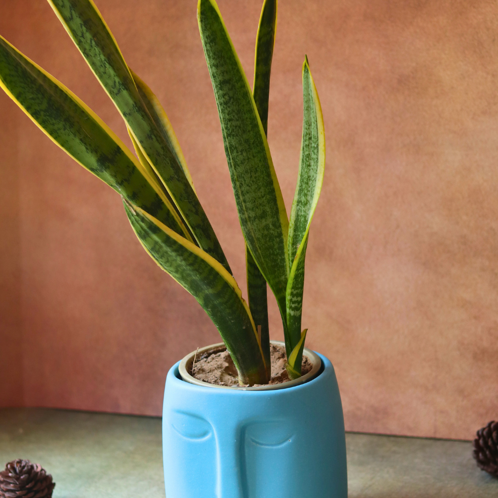 Blue face planter with plant 