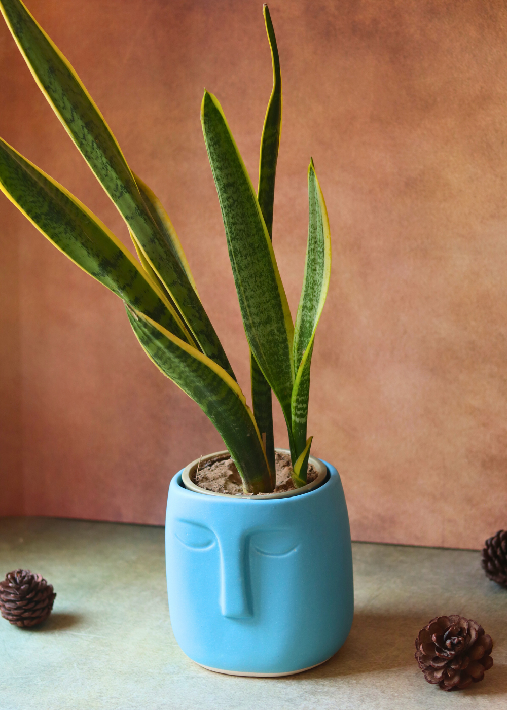 Blue face planter with plant 