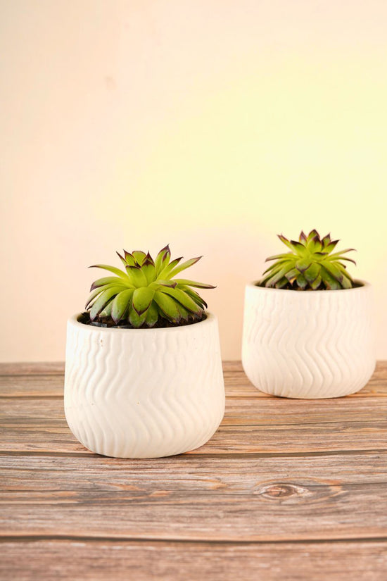 essential white planter with premium white color