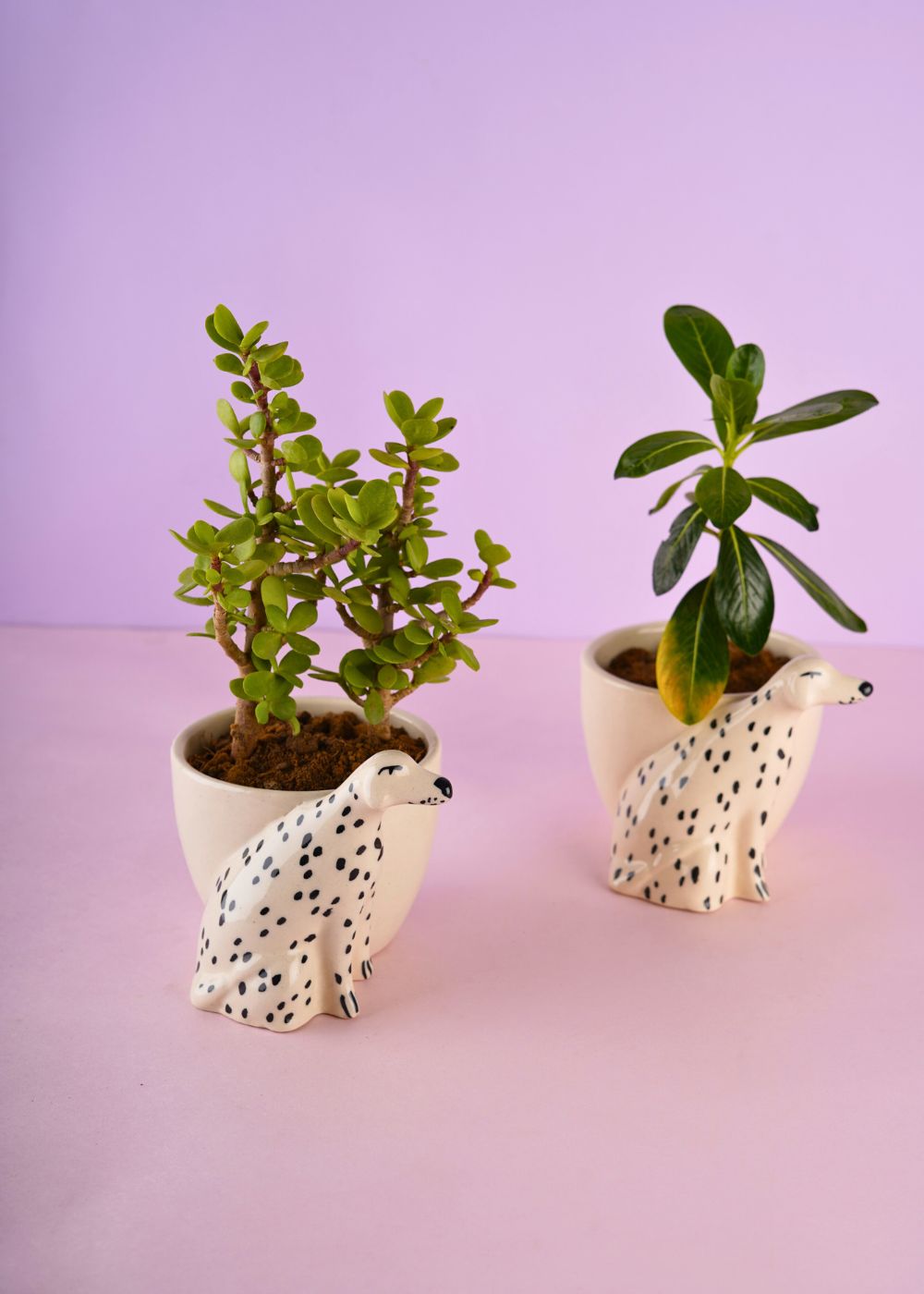 doggy planter with unique & beautifully design