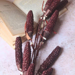 Dried Brown Pine Chain - Bunch for your home decor