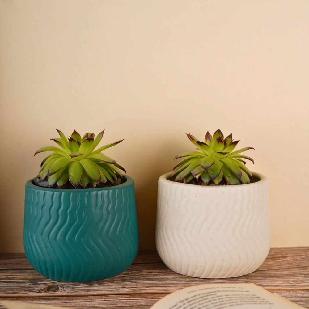 essential planter set of two combo