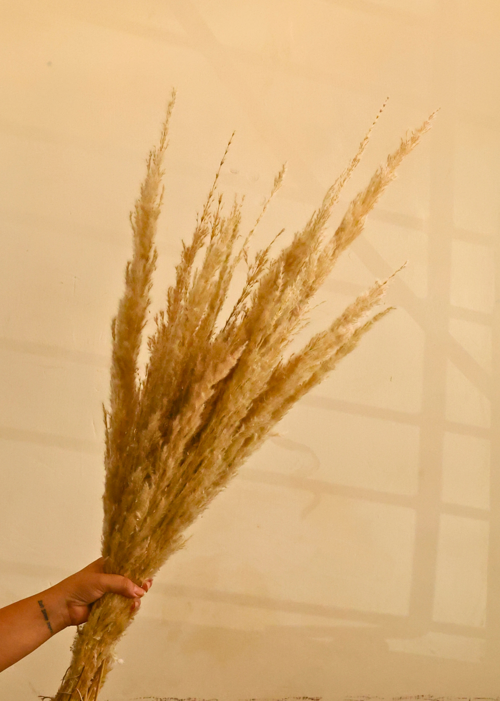 Dried natural pampas in hand