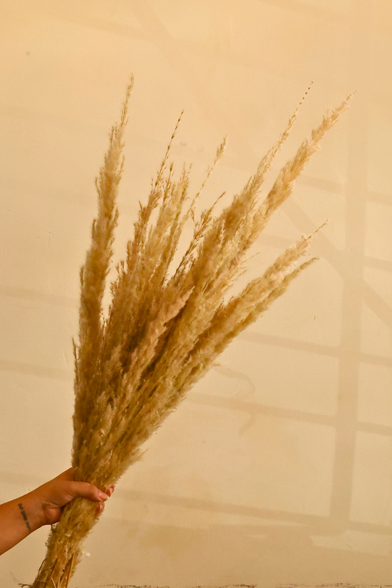 Dried natural pampas in hand
