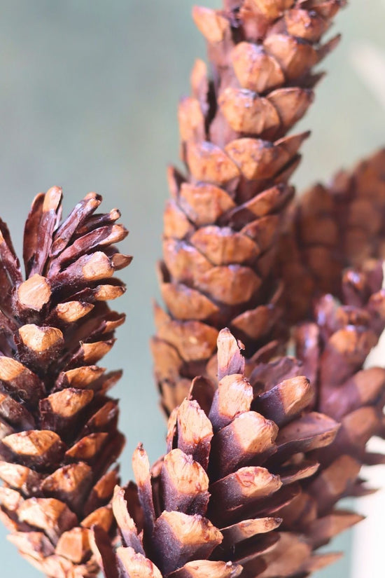 Long pinecones Bunch for your home decor