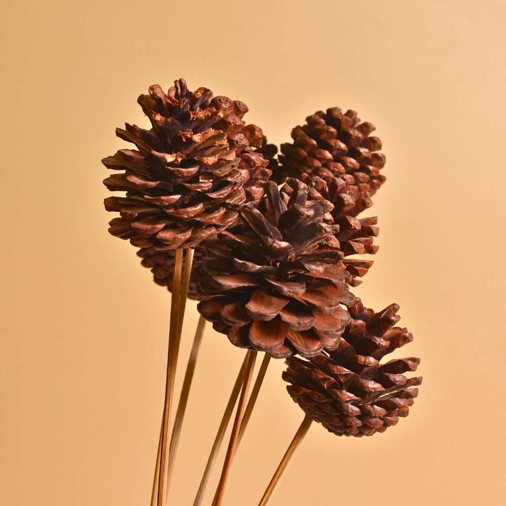 Dried natural pinecone bunch 