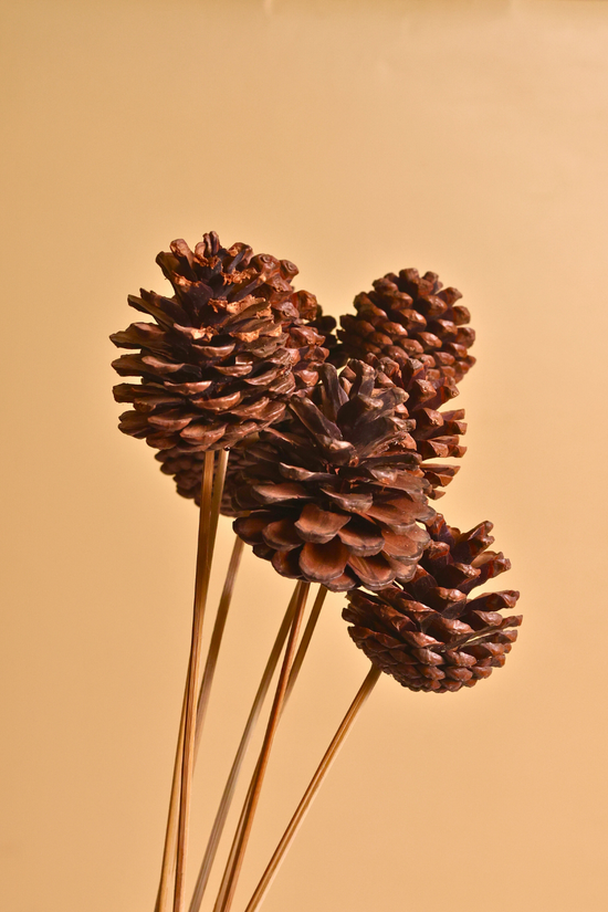 Dried natural pinecone bunch 
