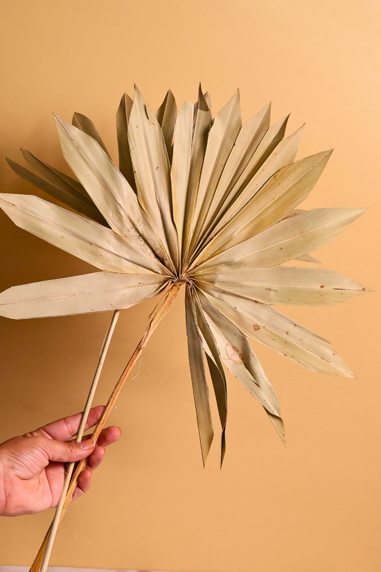 Natural vibes with palm bunch