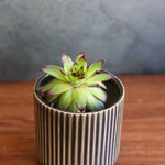 ribbed olive green planter for your beautiful space