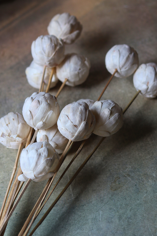 White ball bunch dried 
