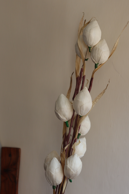 Dried white lotus flowers bunch 