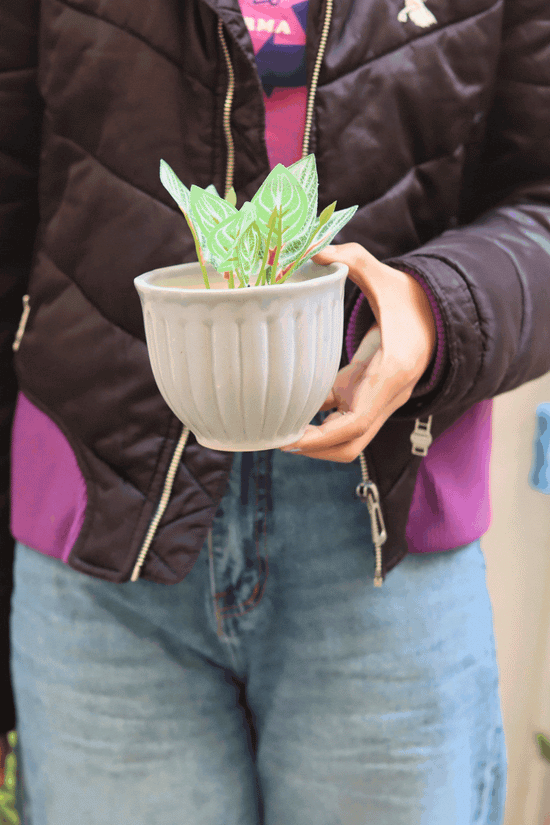 Grey Planter