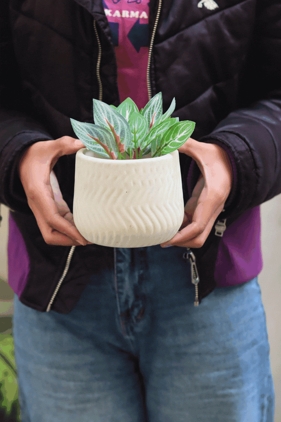 Essential White Planter