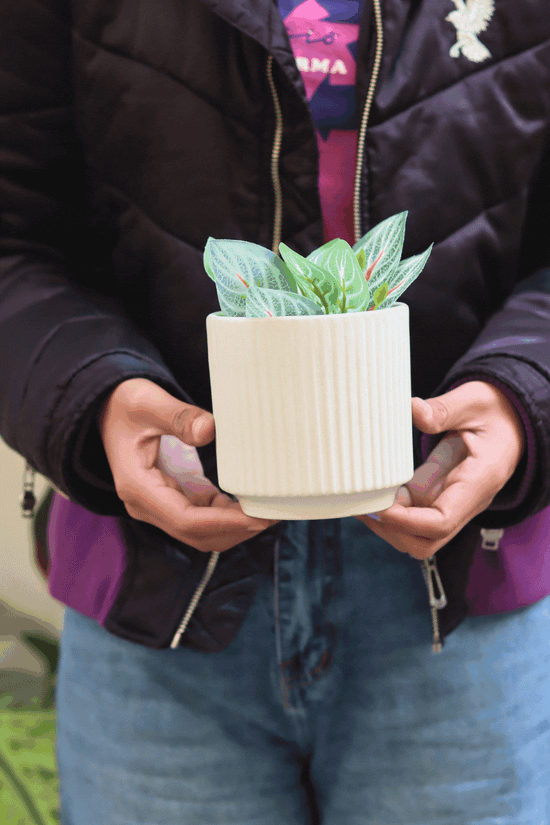 Ribbed White Planter