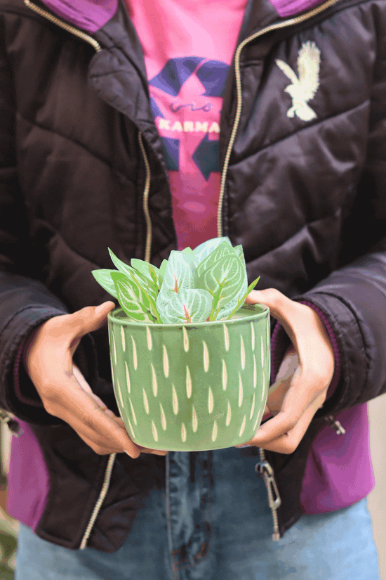 Etching Green Planter - WeavingHomes