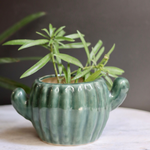 Cactus planter with plants 