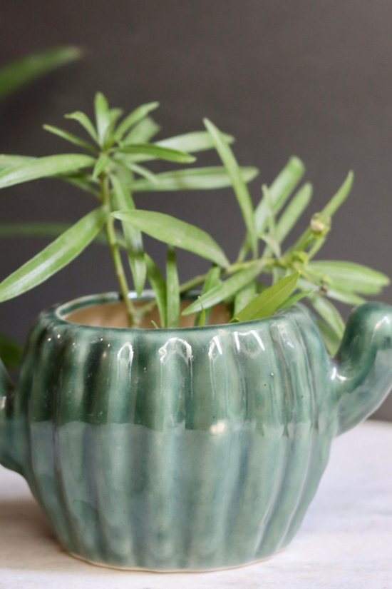 Cactus planter with plants 