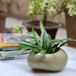 Green pebble planter with plant
