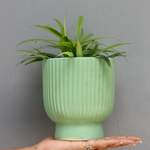 Green round lined planter 