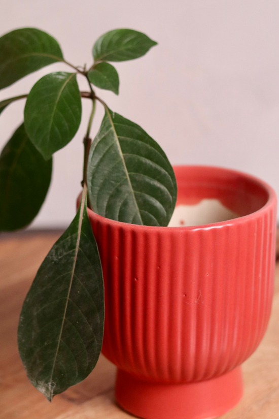Handmade ceramic planter with plant 