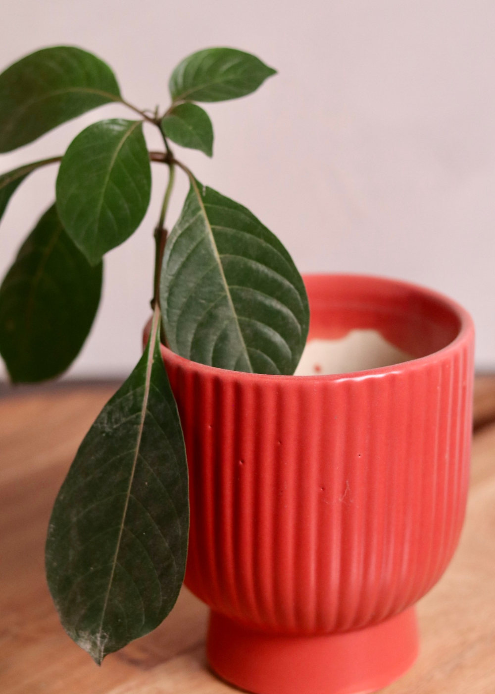 Handmade ceramic planter with plant 