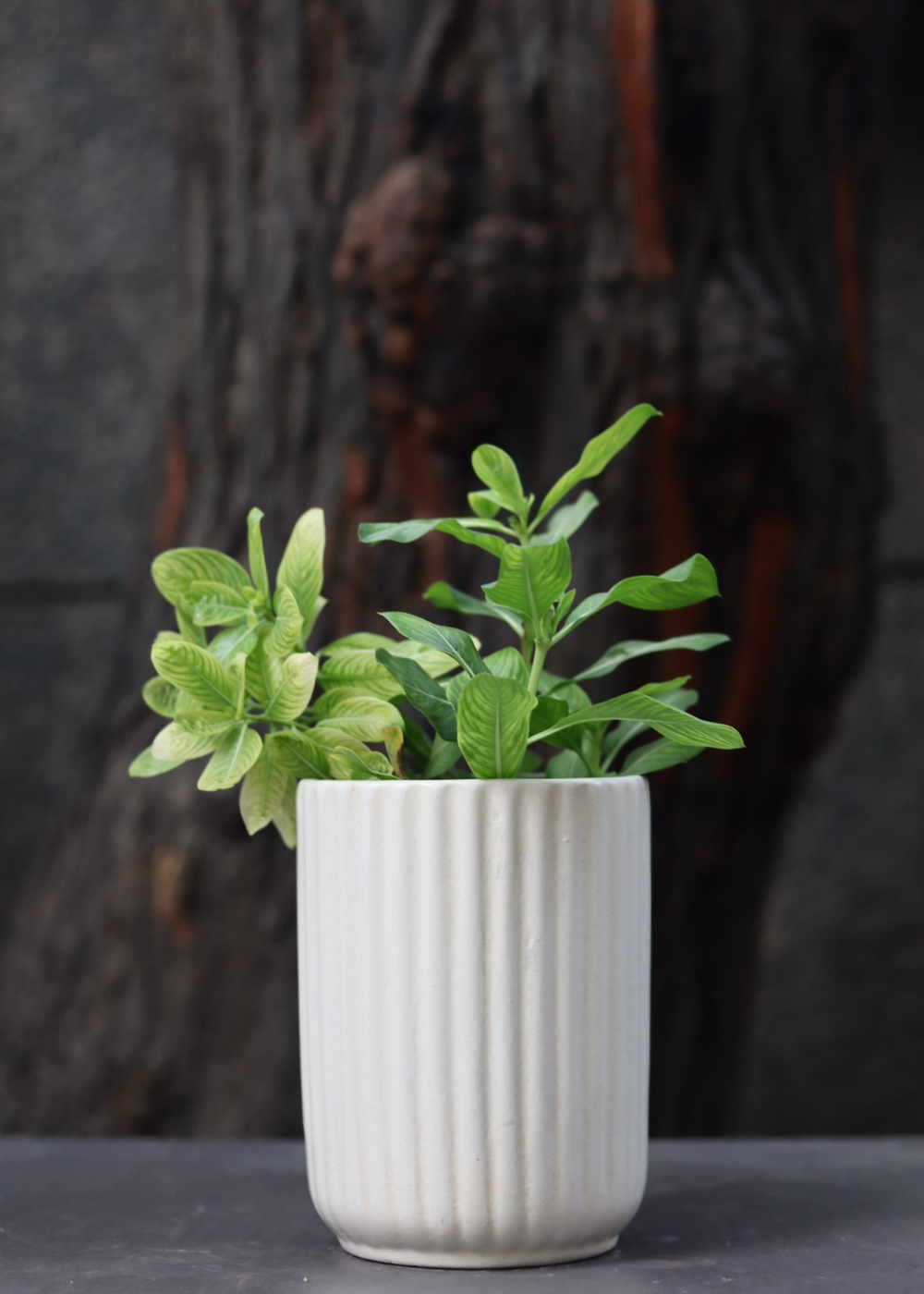 White Lined Planter