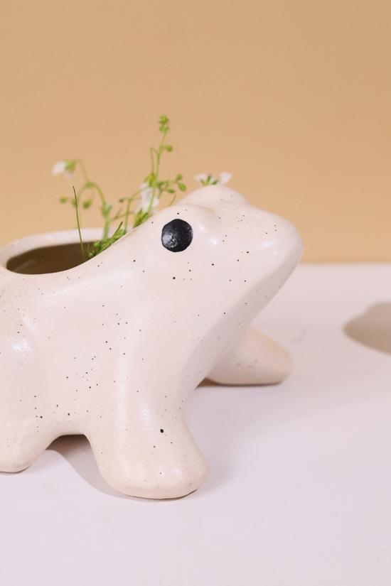 Frog succulent planter black eyes