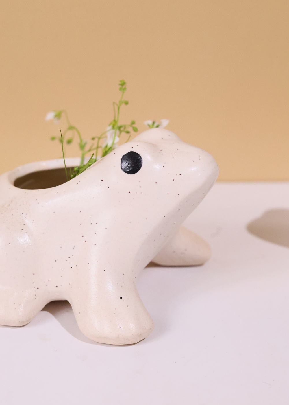 Frog succulent planter black eyes