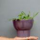 Purple Bloom Planter
