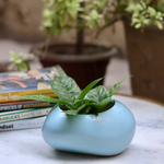 Blue pebble planter with plant 