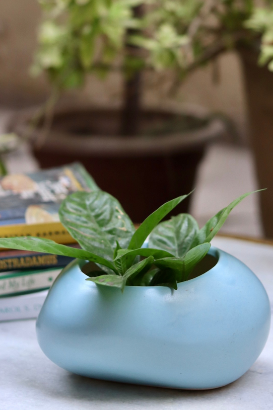 Blue pebble planter with plant 