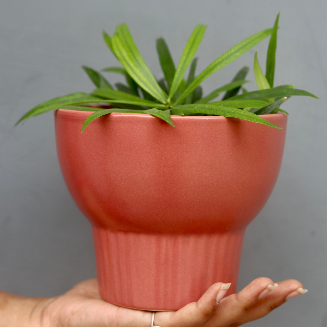 Red Bloom Planter