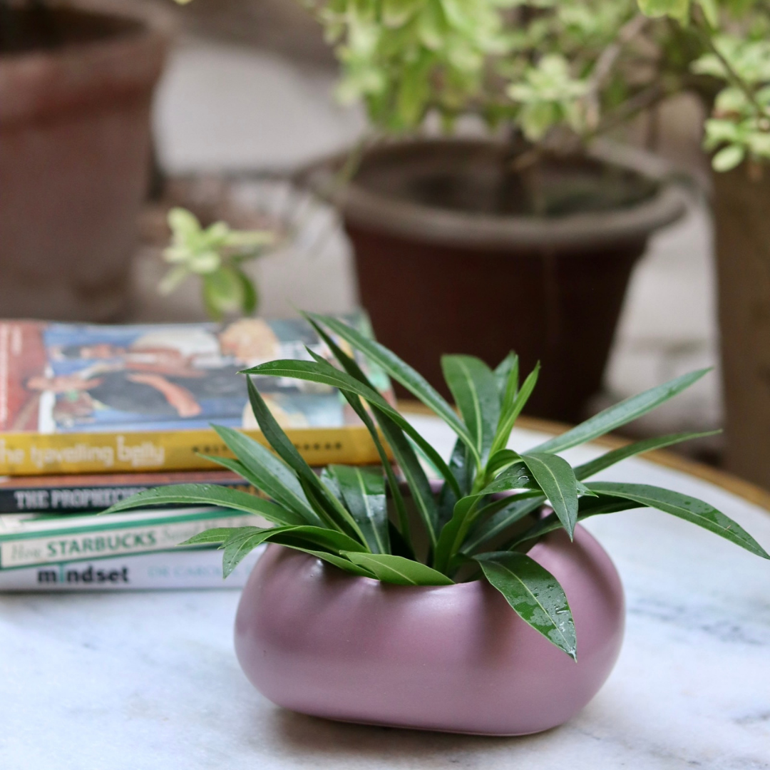 Lavender pebble planter with plants