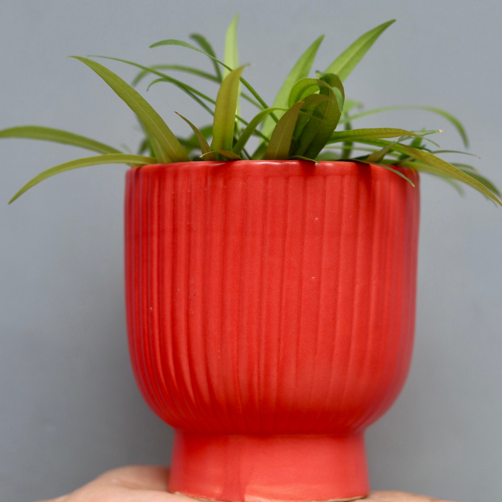 Red Round Lined Planter In Hand 