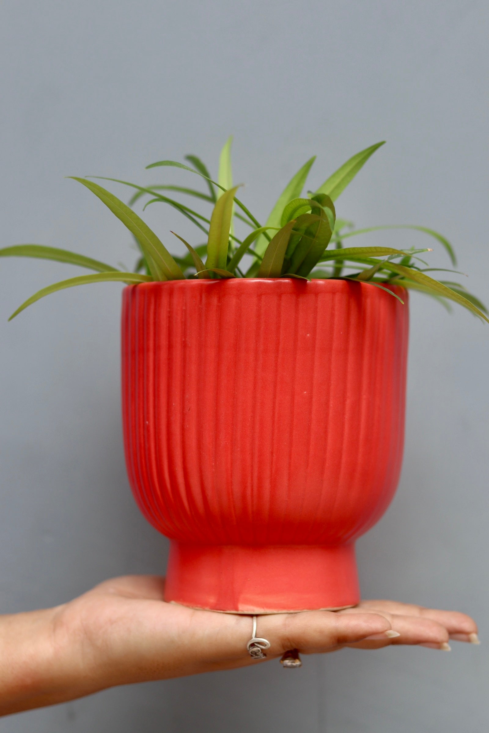 Red Round Lined Planter In Hand 