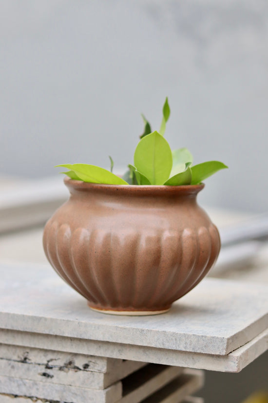 Brown kalash planter with plant