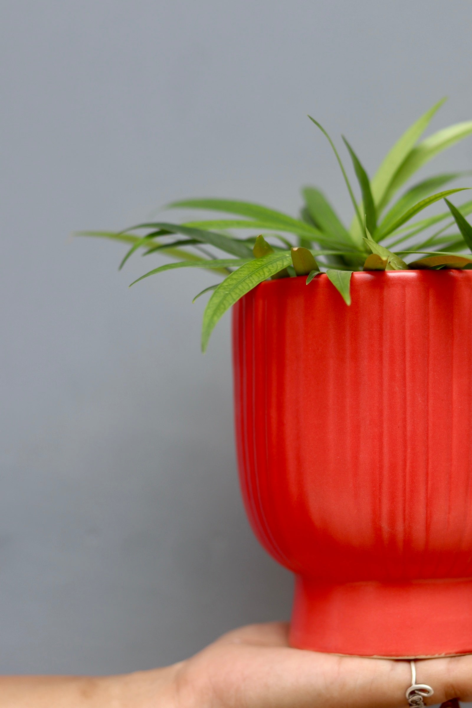 Red Round Lined Ceramic Planter 