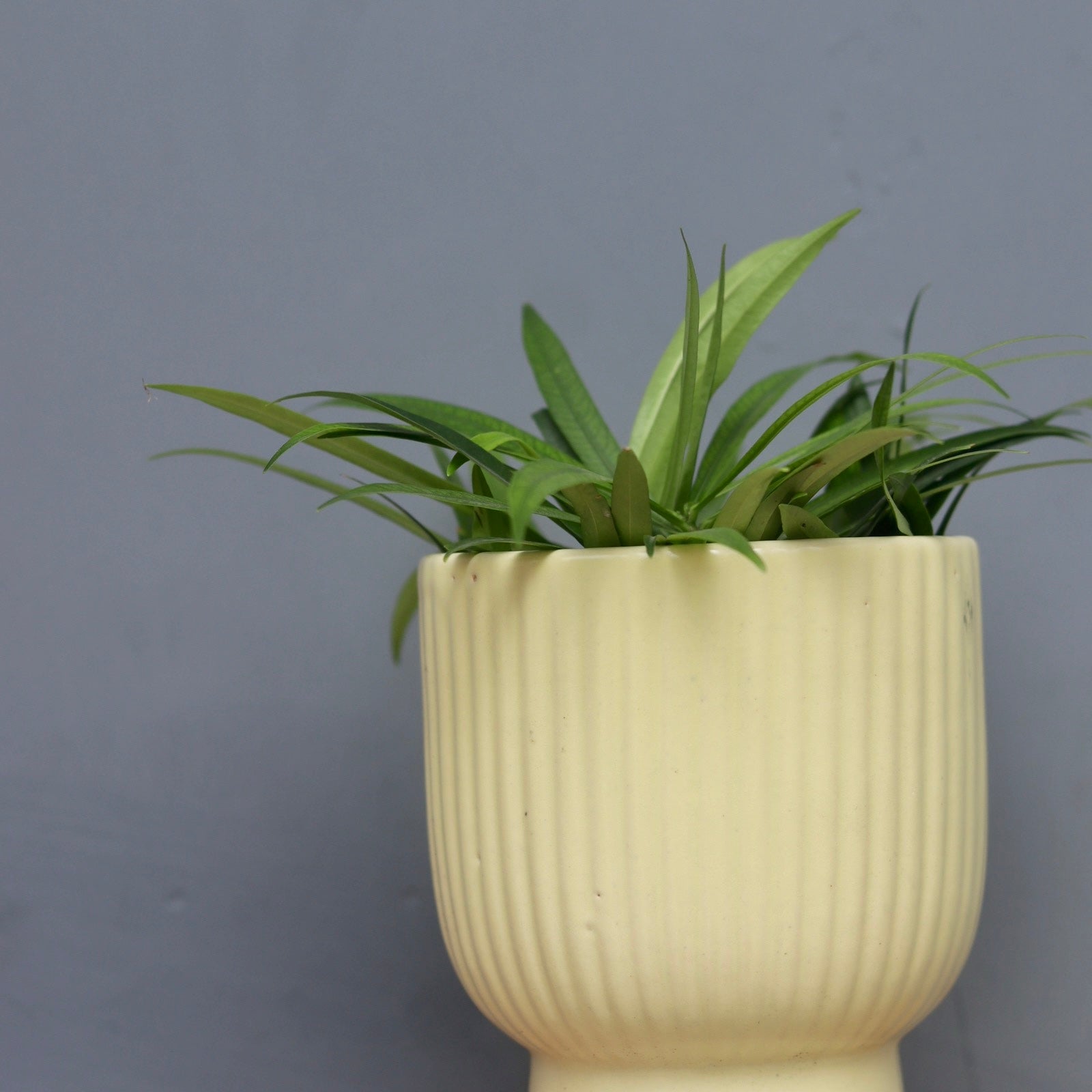 Ceramic lime round lined planter in hand