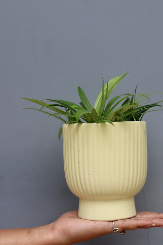 Ceramic lime round lined planter in hand